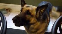 Angry dog (German Shepherd) growls, barks and attacks camera