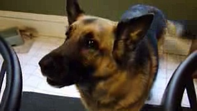 Angry dog (German Shepherd) growls, barks and attacks camera