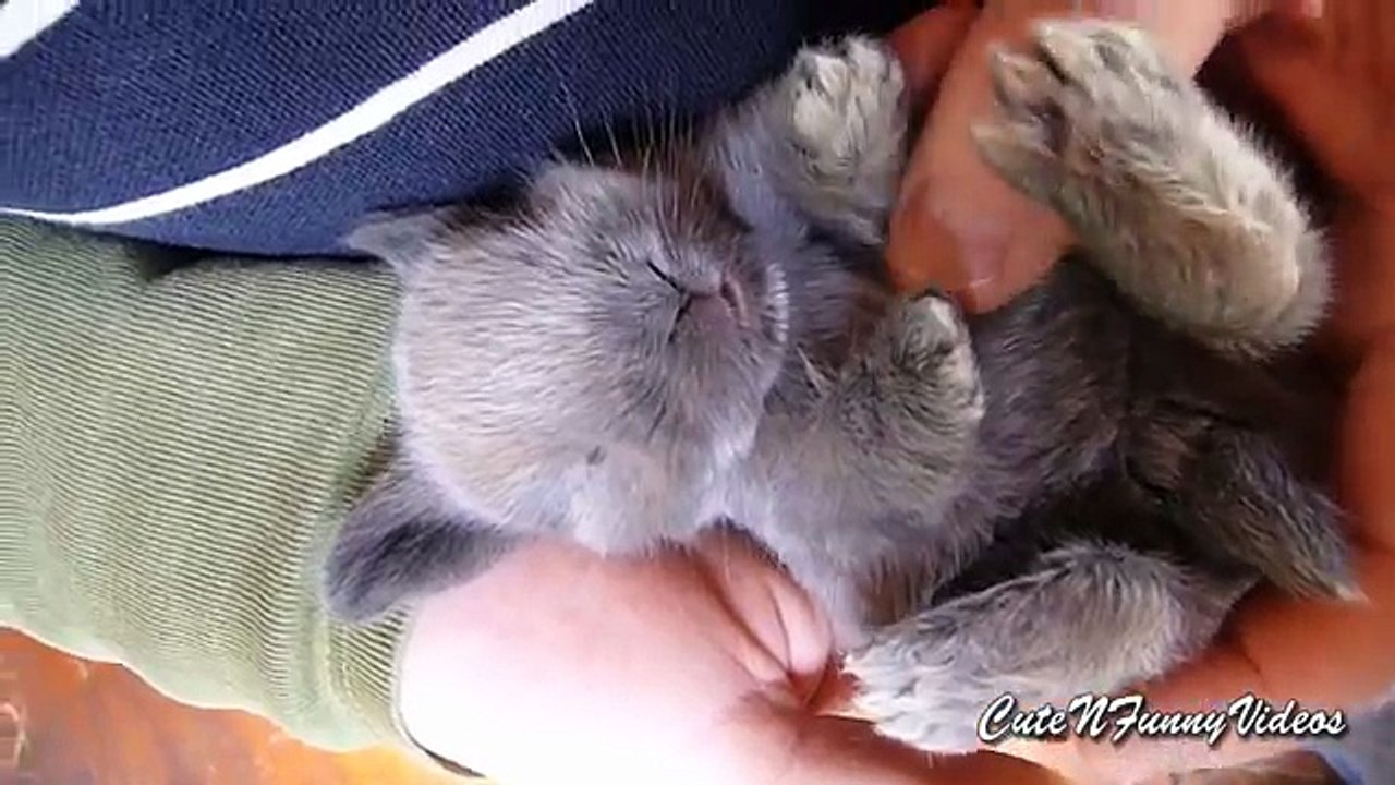 Funny Bunny Video 2016