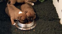 30ème vidéo Les staffies de STAFFORDLAND mangent des croquettes