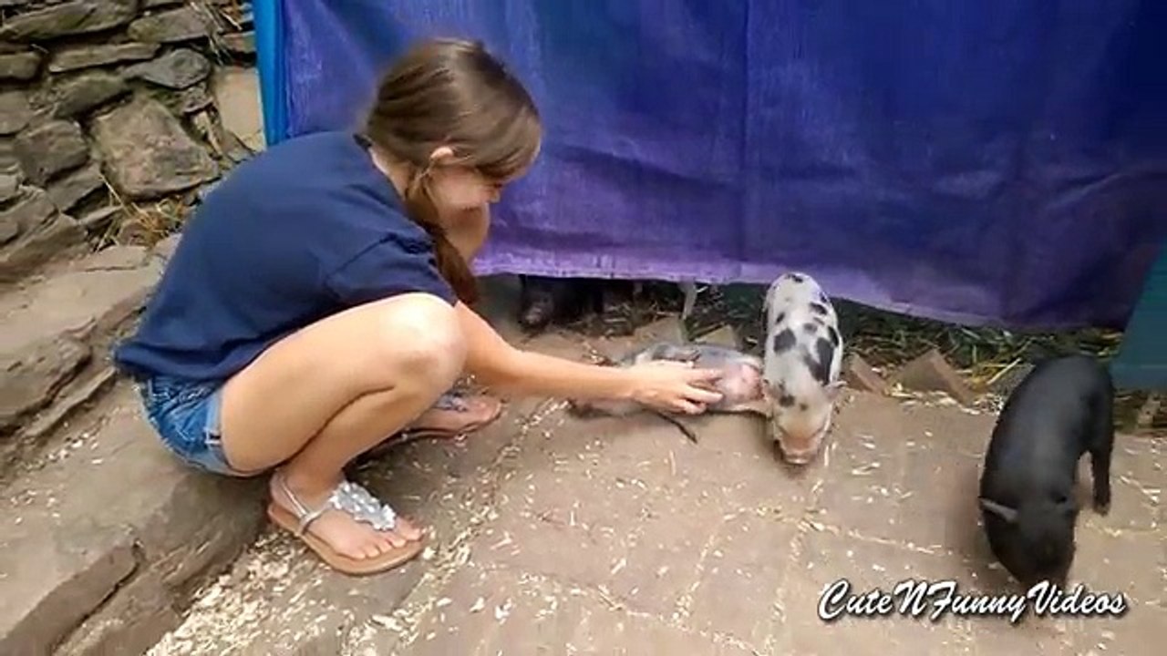 Cute and Funny Piglet Videos Compilation 2016 ( Part 4  )