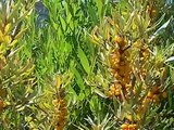 Seabuckthorne Plants at Spring Ridge Commons