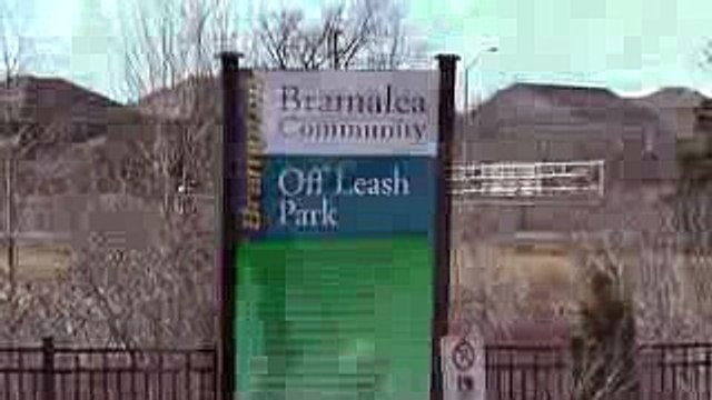 Chihuahua attacked by German Shepherd- our little (Einstein) under attack