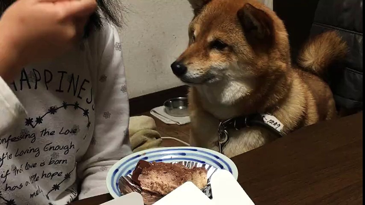 妹が犬の前でケーキ食った結果ｗｗｗｗｗｗｗｗ