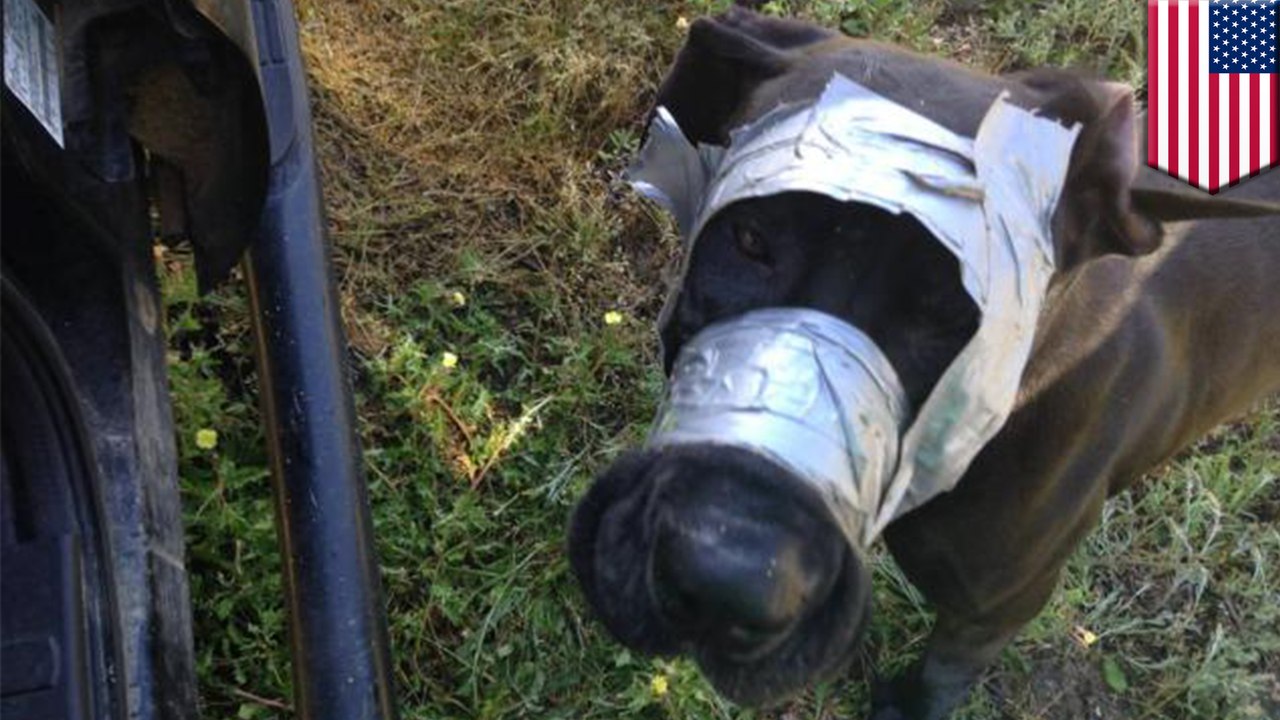 Dog found limping down street muzzled with duct tape