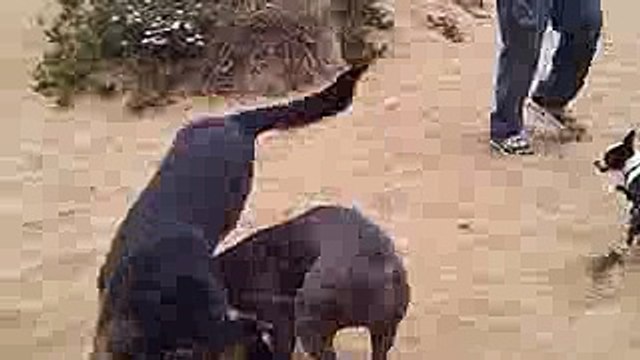 GERMAN SHEPHERD & PIT BULL FIGHT AT SF BEACH