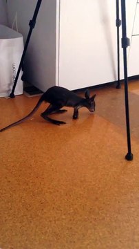 Les premiers pas aussi maladroits qu'adorables d'un bébé wallaby