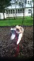 Dog swinging in baby swing