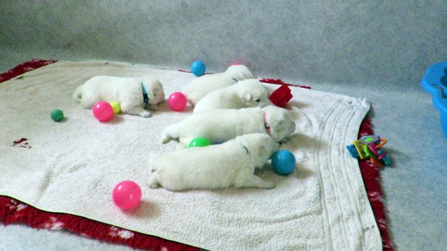 Les chiots de Gaia à 2 semaines