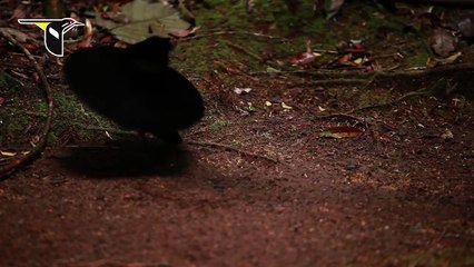 Eş Arayan Kuşun  Kur Dansı