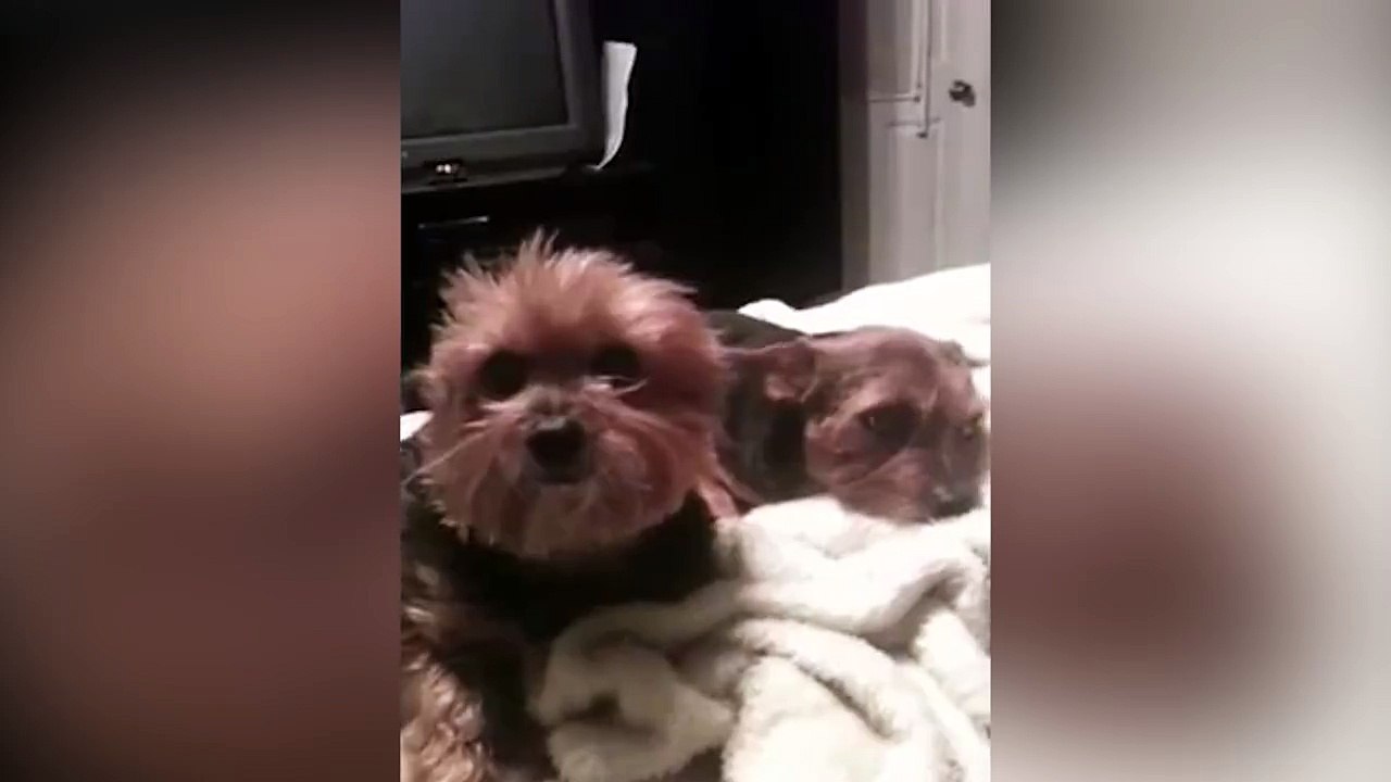 Dog Has Selective Hearing