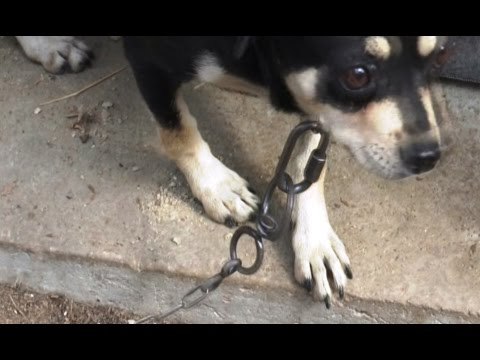 Napoli - Animal Lawyers, avvocati per la tutela degli animali (06.04.16)