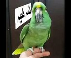 Parrots Speaking کلمہ طیبہ