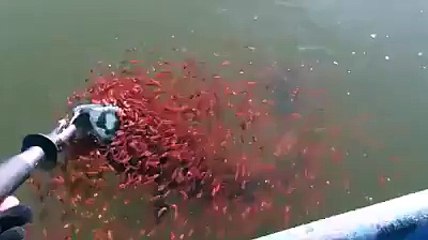Bayi Ikan ini Berusaha Menolong Ibunya Yang Ditangkap Oleh Pemancing.