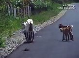 Kambing Ini Lehernya Terperangkap Ember, Tapi Yang Videoin Ngira Kambing Ini Mau Mi