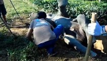 Salvamento perigoso de um elefante caído de costas