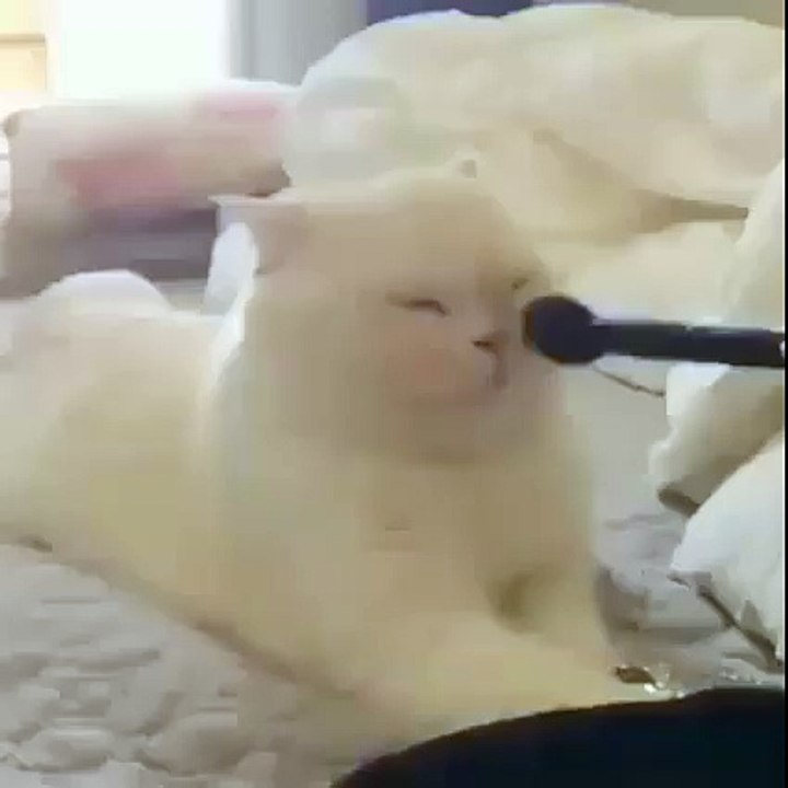 Funny Videos