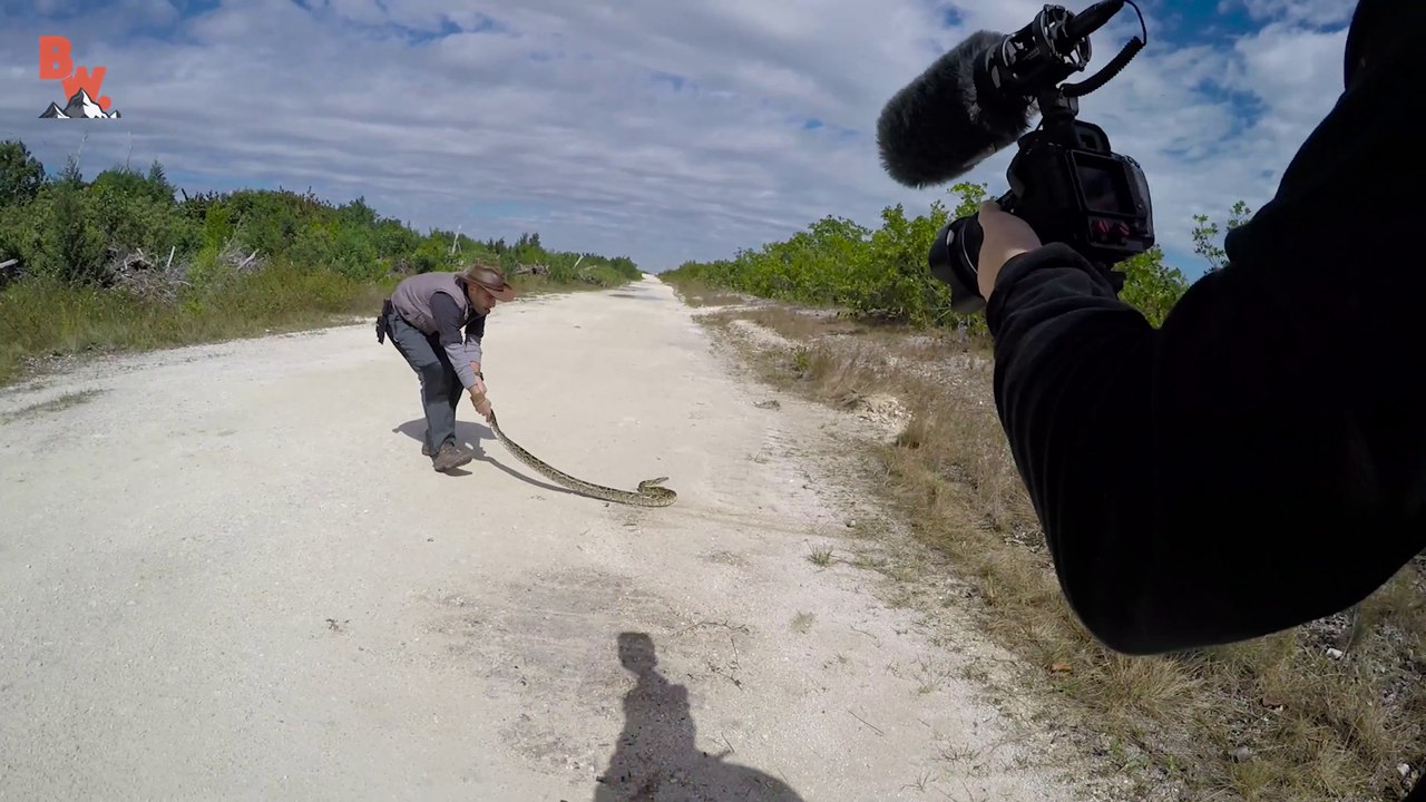 Se faire mordre en essayant d'attraper un Python !