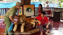 Footage shows sleepy lion forced to take photos with tourists