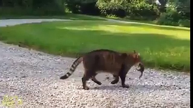 Tom et Jerry en vrai : un écureuil attaque un chat