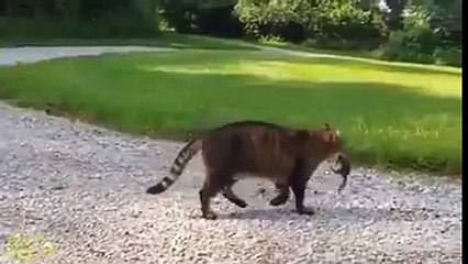Tom et Jerry en vrai : un écureuil attaque un chat