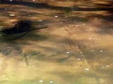 truite fario dans un petit ruisseau.