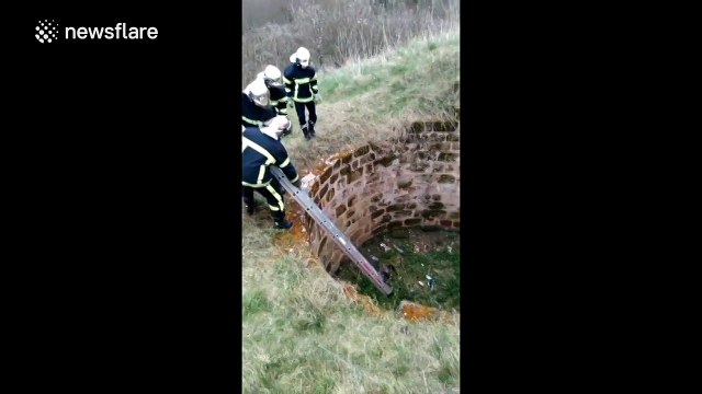 Firefighters rescue baby ferret from old well