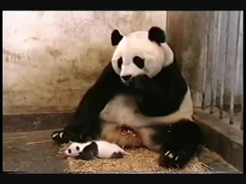 Baby Panda Sneezing
