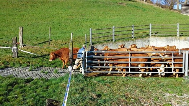 Très excitées, ces vaches retrouvent enfin l’herbe fraîche. A mourir de rire