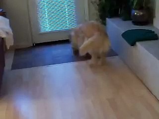 This Dog Does Something That Most Parents Can't Get Their Human Children To Do