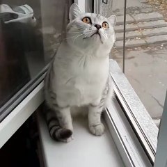 funny cat - what is she looking at