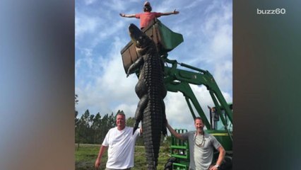 15 Foot Cattle Eating Alligator Found in Florida