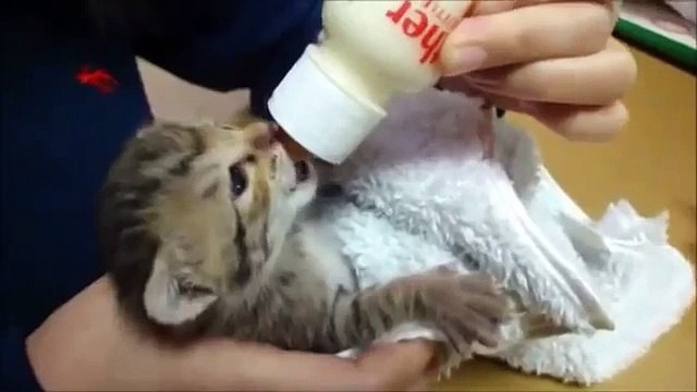 Play-Doh Puppies Playset, Play Dough Cute Puppies