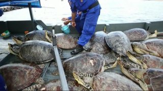 Policía de Bali incauta 45 tortugas marinas de cazadores ilegales