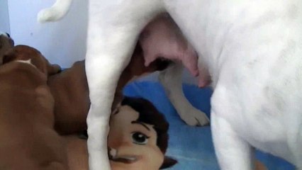 36ème vidéo Les chiots de STAFFORDLAND