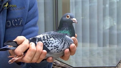 (PIGEON) Leo Heremans Total Auction  Parents Olympic Sperwer