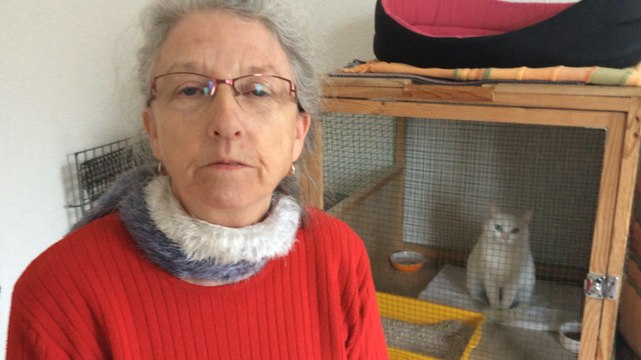 Où sont passés les Chats libres ?