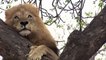Lion Attack - Leopards vs Lions, Lions vs Hyenas Wild - Animals