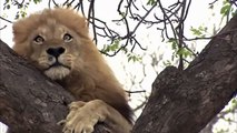 Lion Attack - Leopards vs Lions, Lions vs Hyenas Wild - Animals