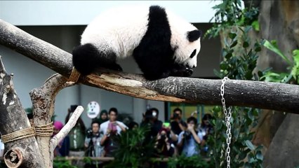 Malaisie: Un zoo nomme son bébé panda Nuan Nuan