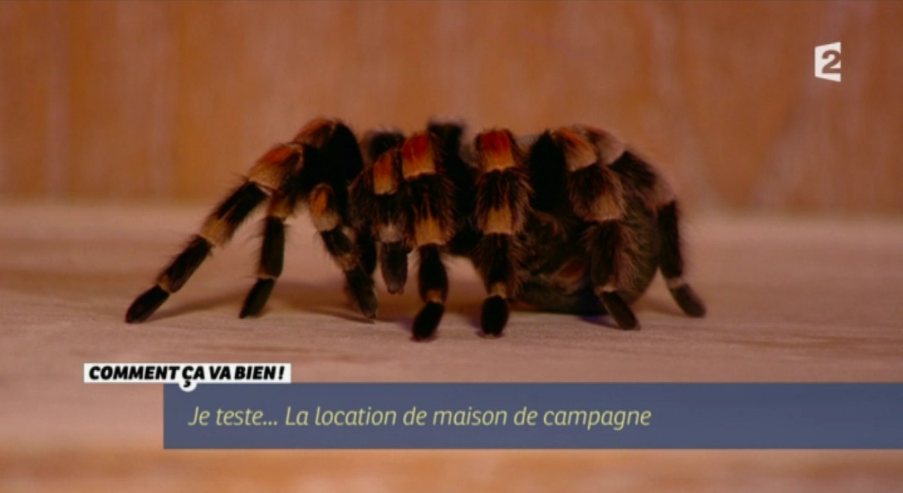 Stéphane Plaza terrorisé par une mygale ! - ZAPPING TÉLÉ DU 07/04/2016