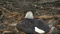 Птицы 01 09 Орлан заметённый снегом насиживал яйца в сугробе Eagle hatched eggs in snowbank :(