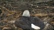 Птицы 01 09 Орлан заметённый снегом насиживал яйца в сугробе Eagle hatched eggs in snowbank :(