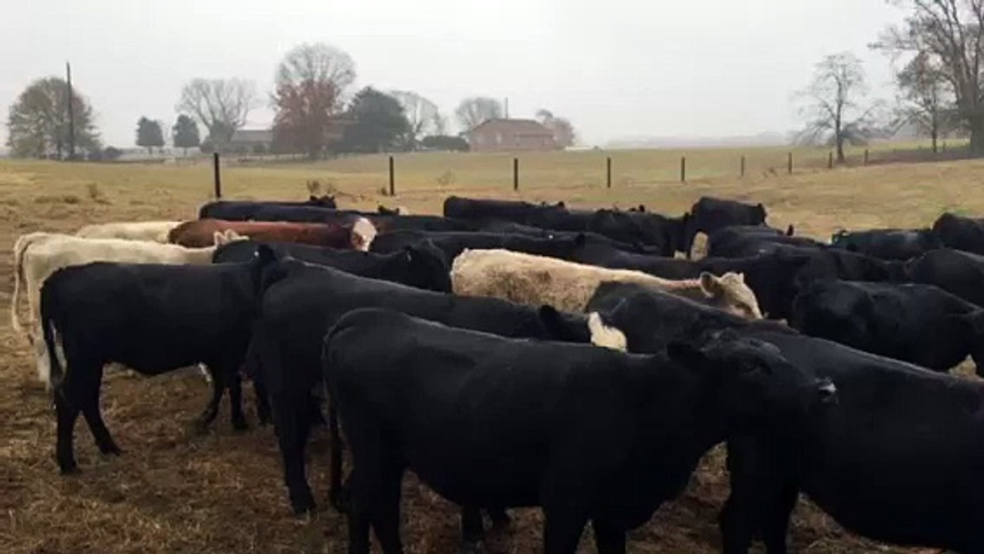 ⁣Angus Bred Heifers