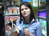 Crise? Mercado pet segue em ascensão e oferta de produtos e serviços é grande em Nova Friburgo