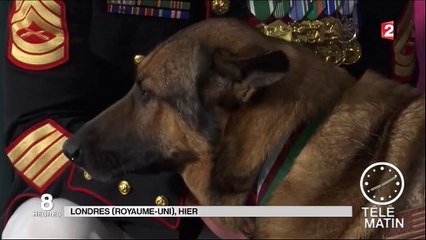 Lucca, une chienne héroïque décorée pour avoir sauvée des soldats