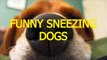 Funny sneezing dogs - Animal compilation