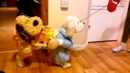 Funny Dogs Wearing Costumes Compilation 2013