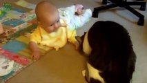 Cute Cats and Dogs Love Babies Compilation 2014