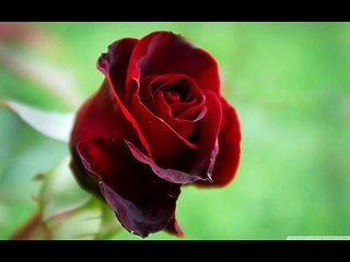 Request: The Rose by Bette Midler ~ Cover